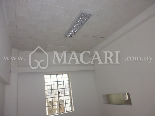 P1150040 -macari